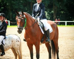dressage horse Gabor (polish noble half-breed, 2007, from Lobuz)