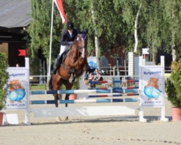Springpferd Piera (Rheinländer, 1993, von Paretti)