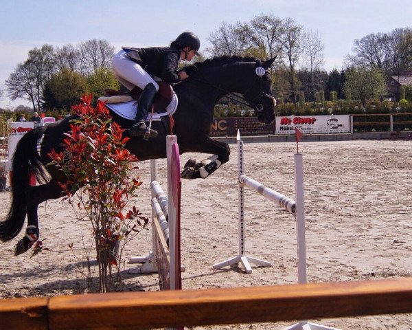 broodmare Carla M (Hanoverian, 2008, from Conteur)