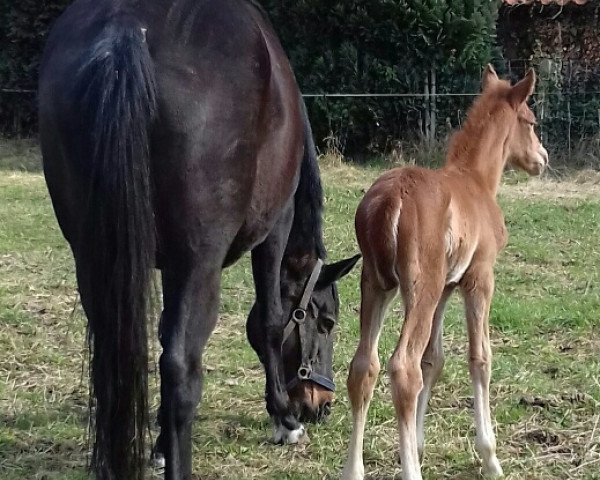 broodmare Golden Deak (Trakehner, 2017, from Markus Deak xx)