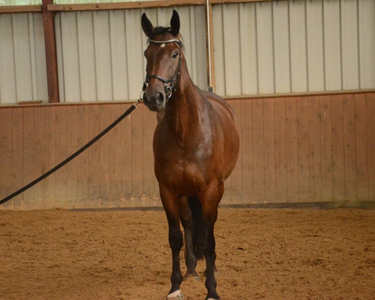 Caballo Wunderkind 11 (Hannoveriano, 2012, de Weltruhm)