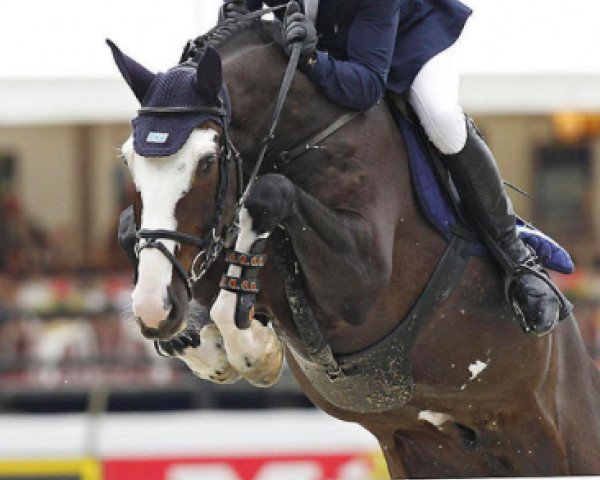 Springpferd Balounito (Oldenburger Springpferd, 2003, von Balou du Rouet)