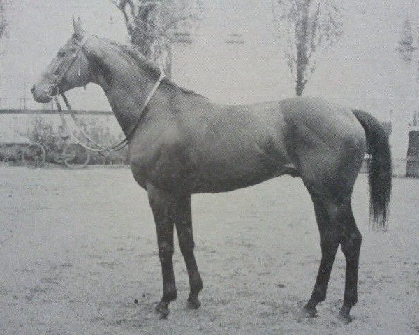 Deckhengst Oviedo xx (Englisches Vollblut, 1955, von Prince Bio xx)