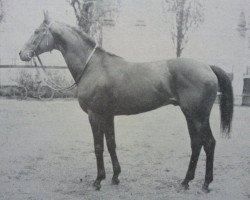 Deckhengst Oviedo xx (Englisches Vollblut, 1955, von Prince Bio xx)
