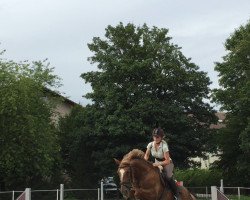 dressage horse Caramba-Shadow (Appaloosa, 2007, from Souvenir Shadow)