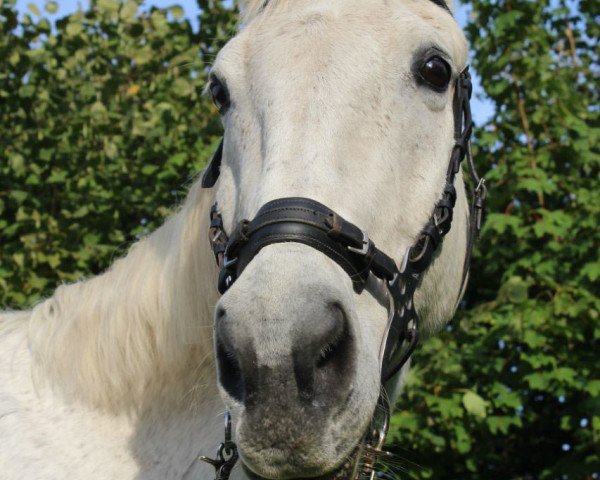 horse Calandero-Cocodancer (Hessian Warmblood, 1994, from Calderon)