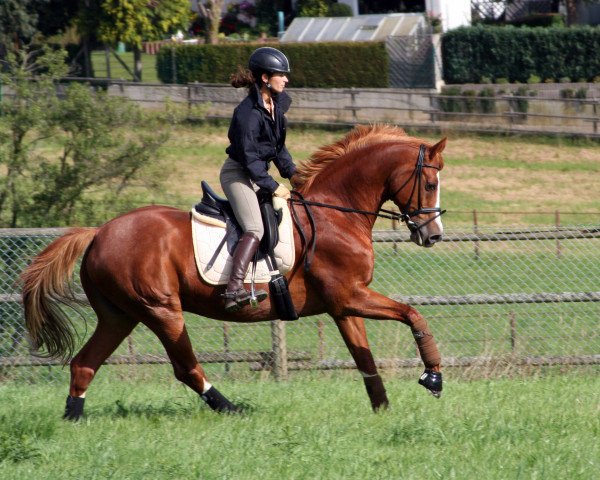 dressage horse Paresi-Go (Trakehner, 2000, from Maizauber) dressage horse Paresi-Go (Trakehner, 2000, from Maizauber)