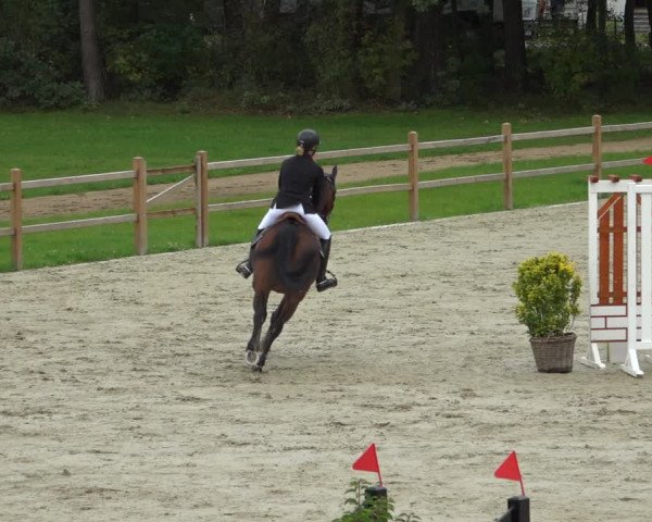 Reitturnier Westergellersen 2021