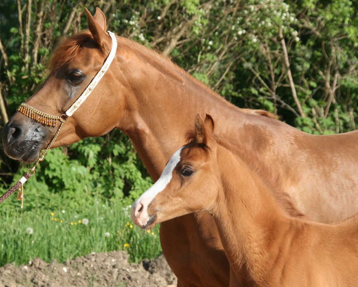 broodmare Beylinda (Arabian purebred, 2009, from Bey Shy ox)