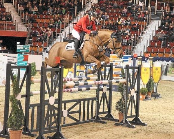 jumper Gicco (German Warmblood, 2004, from Golliath Life)
