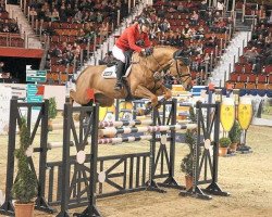jumper Gicco (German Warmblood, 2004, from Golliath Life)