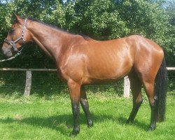 jumper Ultimo (Westphalian, 2014, from Up To Date)