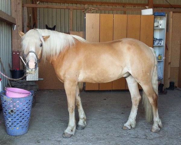 horse Samuray (Haflinger, 2006, from Sonthofen (0,39% ox))