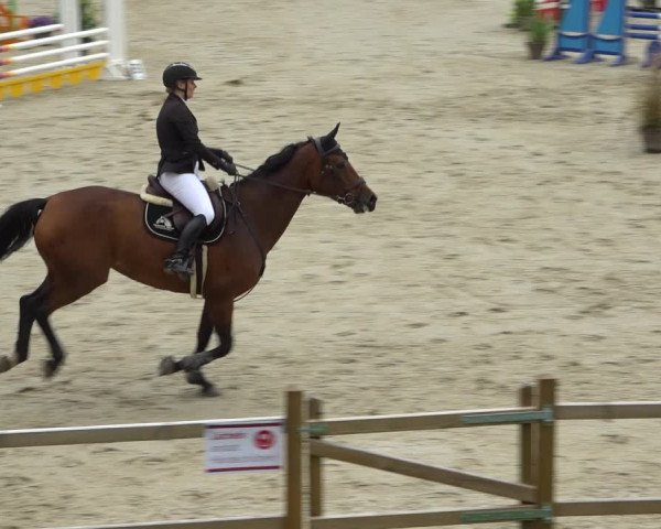 Reitturnier Westergellersen 2021