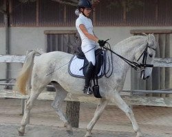 Dressurpferd Canissa - Pluto Darina (Lipizzaner, 2007, von Pluto Darina)