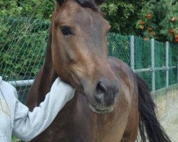 dressage horse Excellent Valencio (New Forest Pony, 2006, from Lamento III)