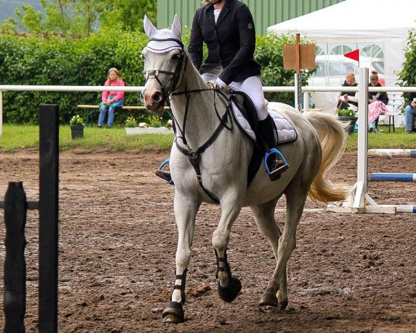 jumper Captain Jack 31 (German Sport Horse, 2006, from Class de Luxe 2)