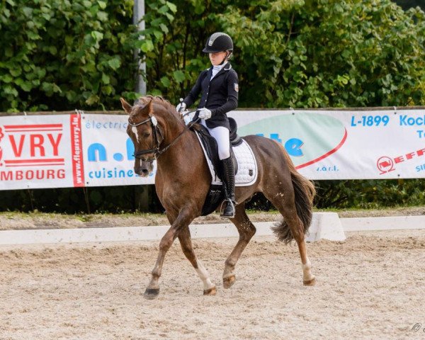 dressage horse Steverheides Wulkano (German Riding Pony, 2005, from Werwolf) dressage horse Steverheides Wulkano (German Riding Pony, 2005, from Werwolf)