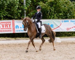 dressage horse Steverheides Wulkano (German Riding Pony, 2005, from Werwolf)