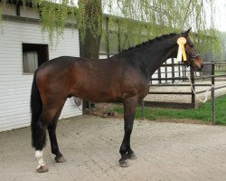 dressage horse Ibykus 7 (Hanoverian, 2009, from Iberio)