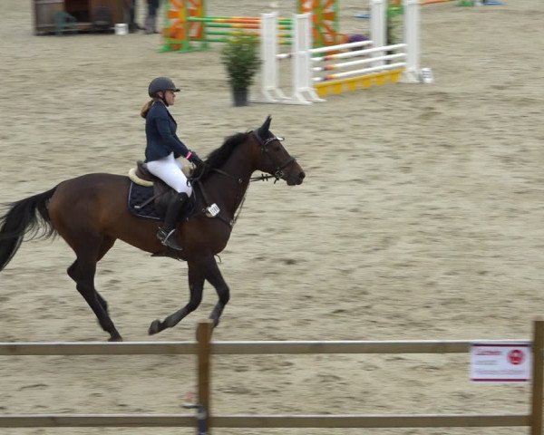 Reitturnier Westergellersen 2021