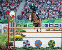jumper Antello Z (Zangersheide riding horse, 2003, from Animo II Z)