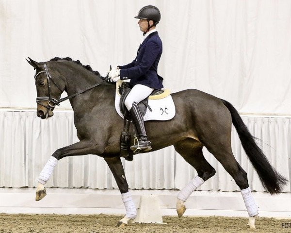 dressage horse Fräulein Polly (Hanoverian, 2013, from Fürst Romancier)