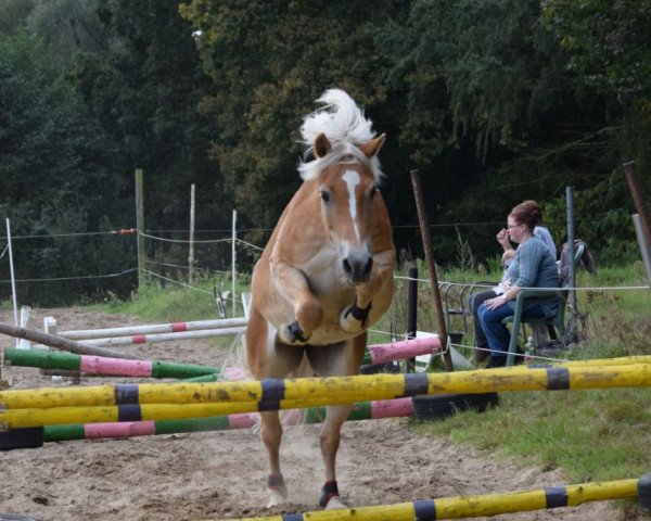horse Soleil de Nuit 3 (Haflinger, 2008, from Stuart Little)