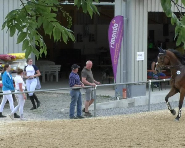 Reitturnier Bad Schussenried 2018