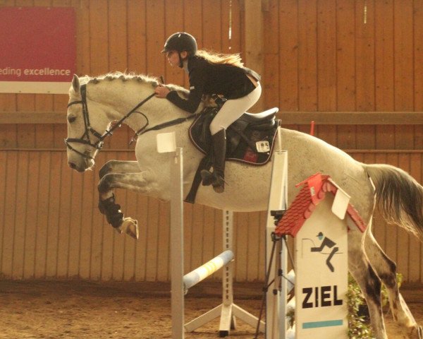 jumper Quicksilver 18 (Holsteiner, 2003, from Quite Capitol)