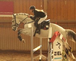 jumper Quicksilver 18 (Holsteiner, 2003, from Quite Capitol)