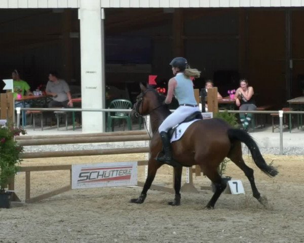 Reitturnier Bad Schussenried 2018