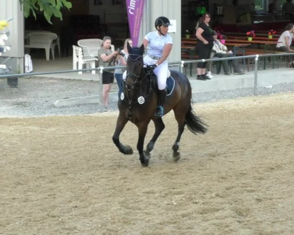 Reitturnier Bad Schussenried 2018