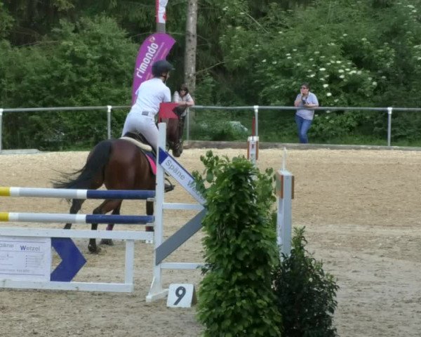 Reitturnier Bad Schussenried 2018