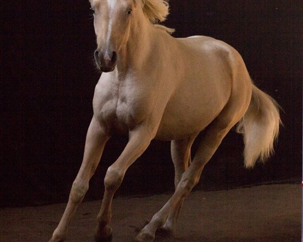 horse Celencio´s Golden Boy (Mecklenburg, 2016, from Celencio)