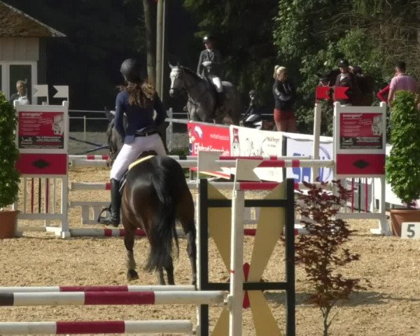 Reitturnier Bad Schussenried 2018