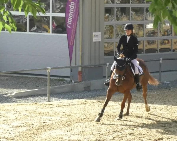 Reitturnier Bad Schussenried 2018