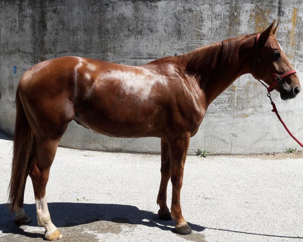 dressage horse Barbie Belissima (Württemberger, 2010, from Belissimo NRW)