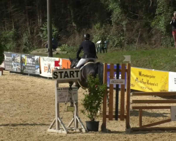 Reitturnier Bad Schussenried 2018