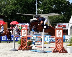 broodmare Cira M (Westphalian, 2008, from Captain Fire)