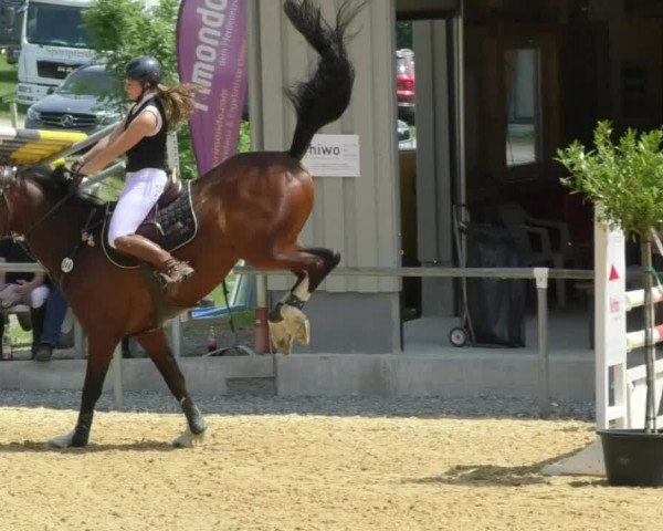Reitturnier Bad Schussenried 2018