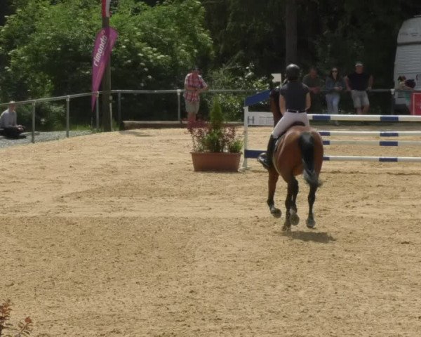 Reitturnier Bad Schussenried 2018