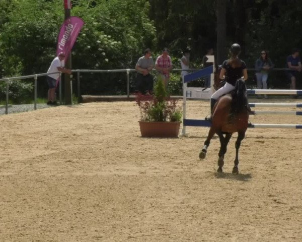 Reitturnier Bad Schussenried 2018