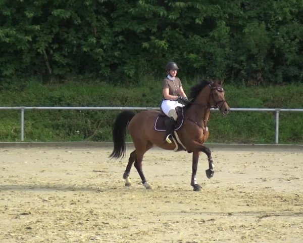 Reitturnier Ladenburg 2018