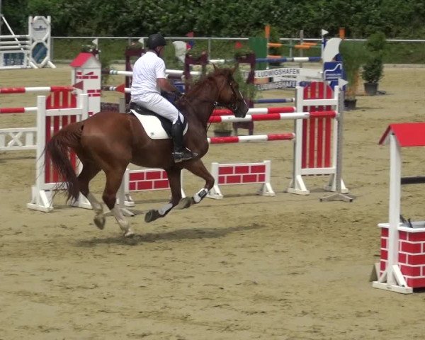 Reitturnier Ladenburg 2018