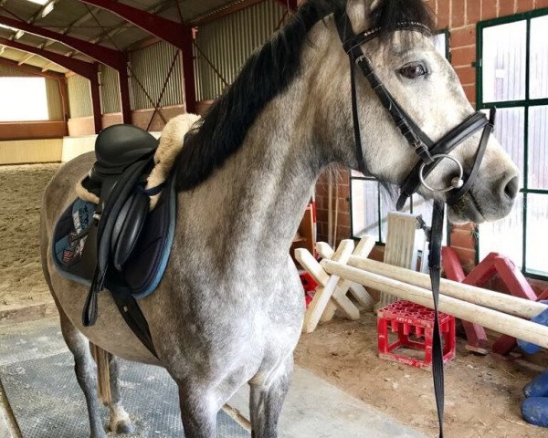 horse Headon N (German Riding Pony, 2012, from MPS Hugo Boss WE)