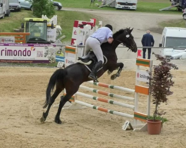 Reitturnier Bad Schussenried 2018