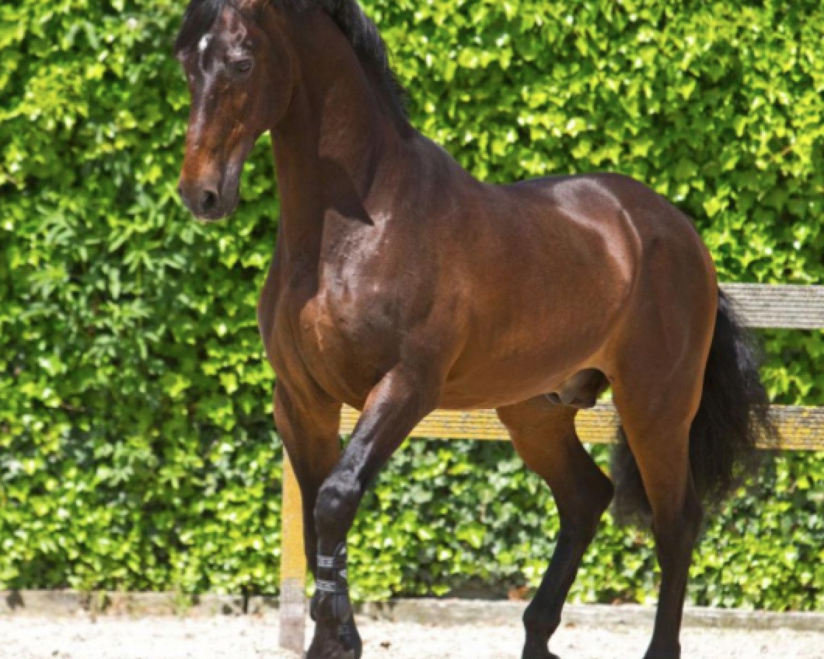 Plemeník Emilion (KWPN (nizozemský teplokrevník), 1986, od Wellington) - 2014 in VDL Farm