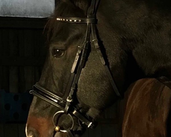 Pferd Spezialist 13 (Bayer, 2005, von Seven Up)