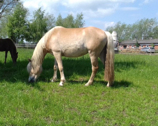 broodmare Abendsonne (Haflinger, 2014, from Ninjo)